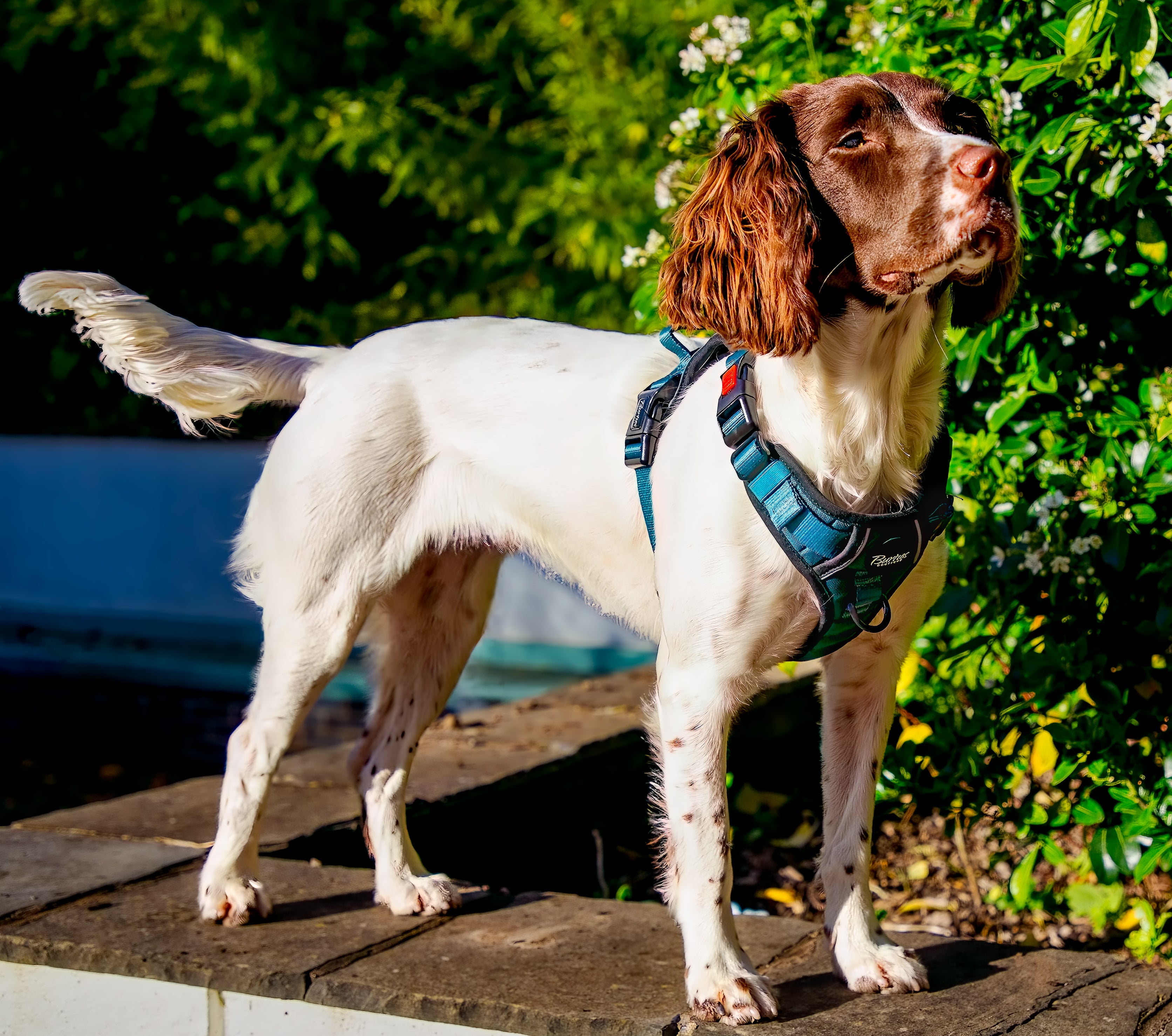 Forest Green Tough Dog Harness