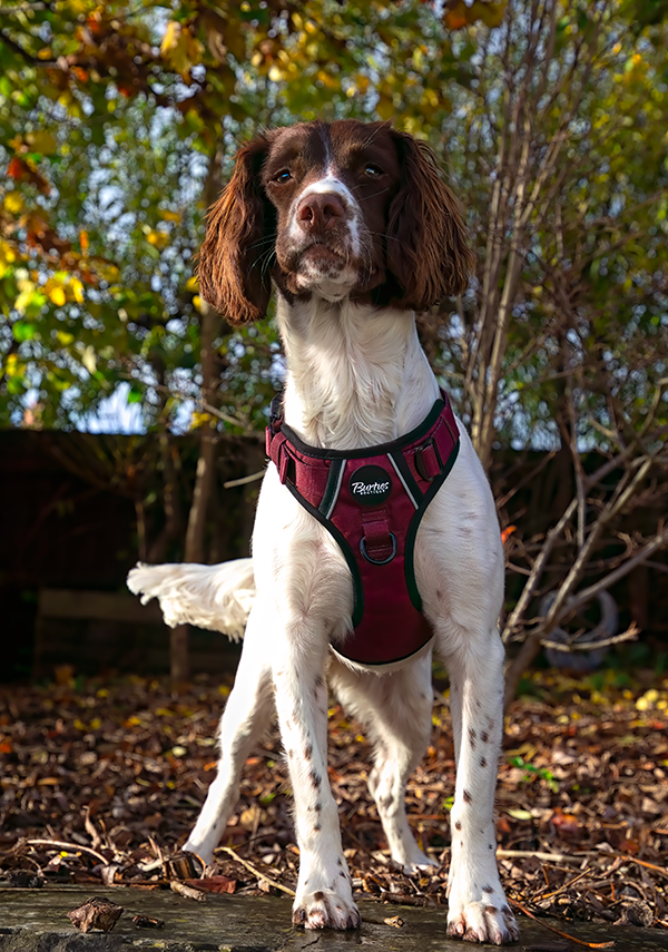 Burgundy Tough Dog Harness