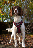 Burgundy Tough Dog Harness