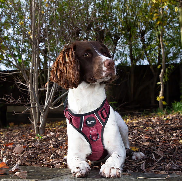 Burgundy Tough Dog Harness