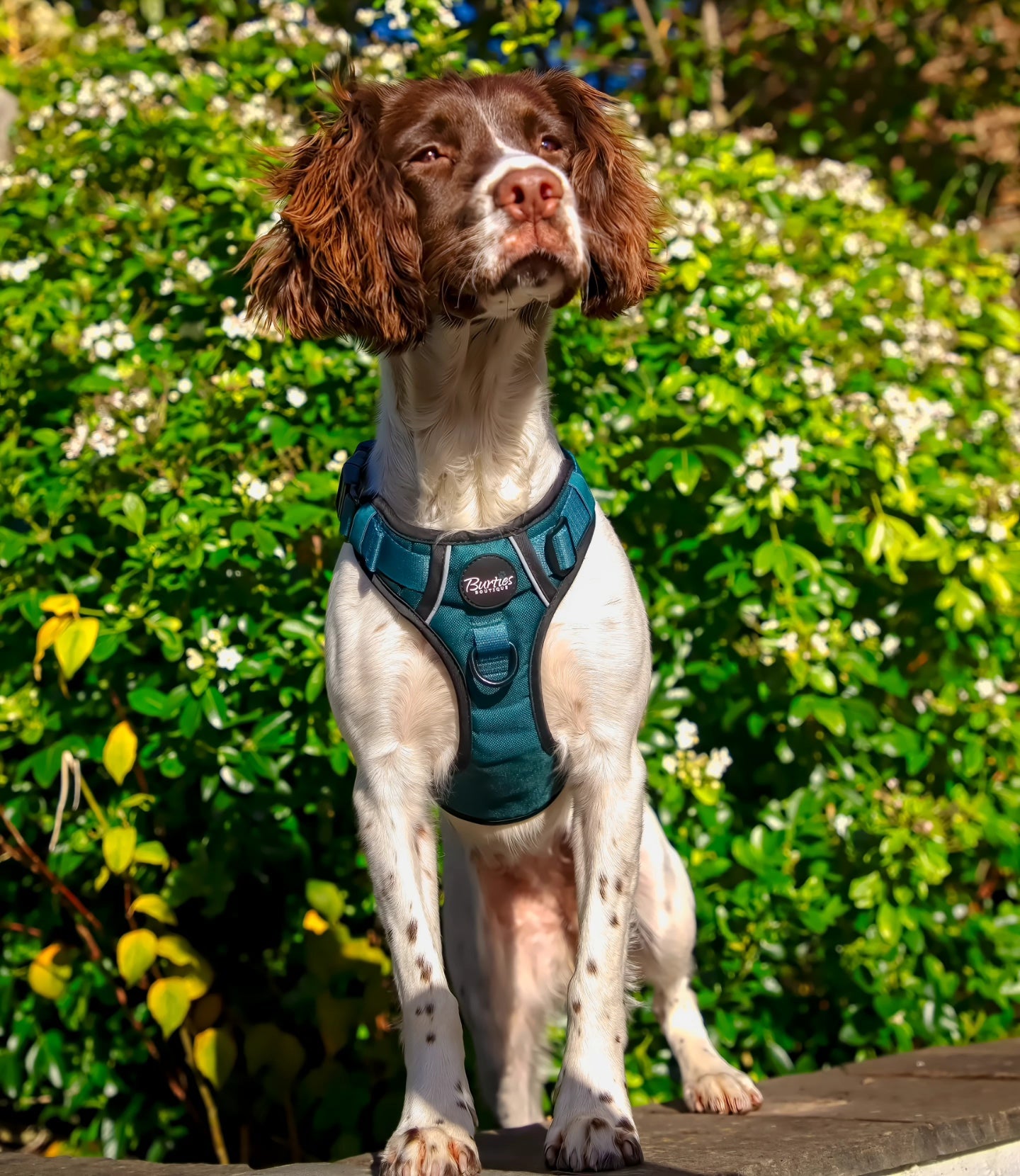Forest Green Tough Dog Harness