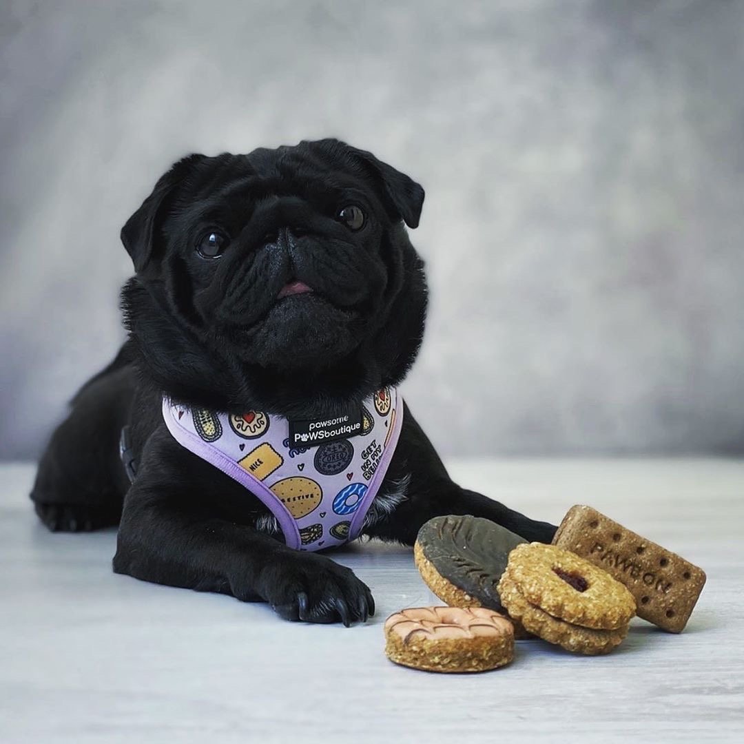 Pawsome Paws Boutique Dog Harness - Takes The Biscuit