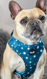 Twinkle Star Dog Harness